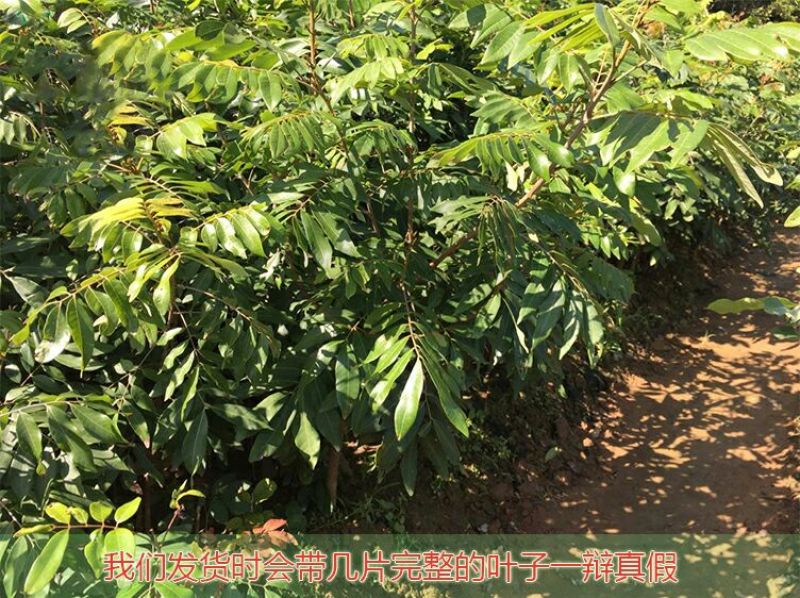 龙眼树苗50~80cm