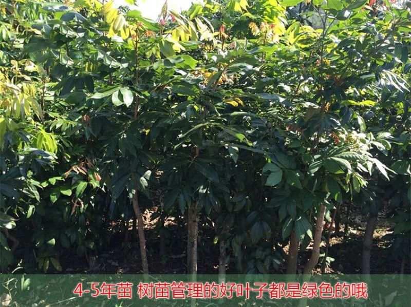 龙眼树苗50~80cm
