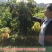 龙眼树苗50~80cm
