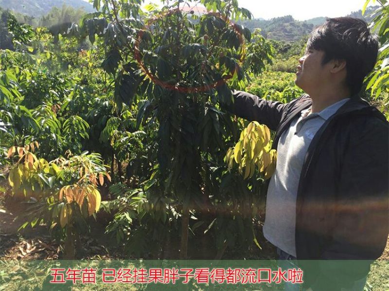 龙眼树苗50~80cm