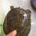 野生甲鱼1~1.5斤