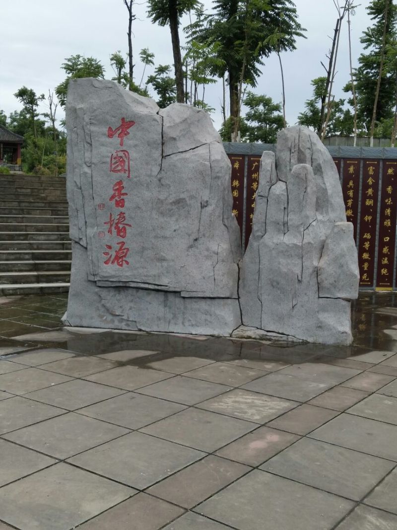 【香椿苗】二郎红香椿苗80-90cm大棚苗深受客户好评