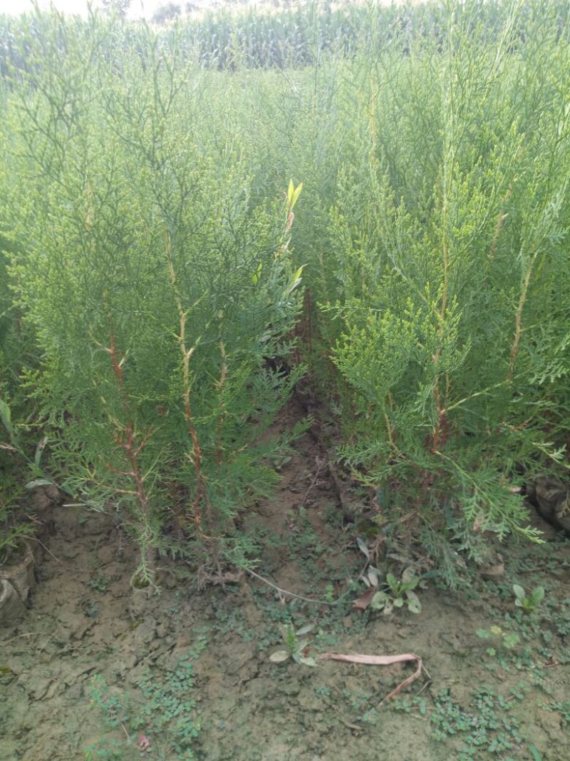 侧柏侧柏杯苗容器袋侧柏陕西侧柏40-70公分50万株