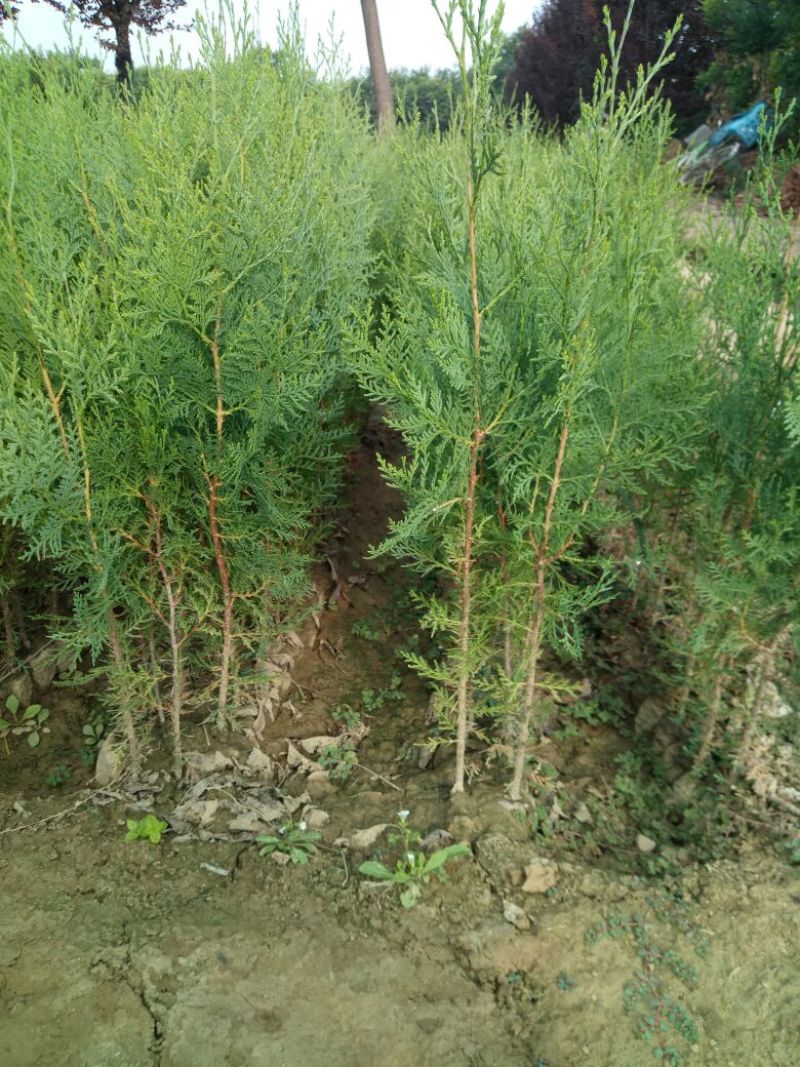 侧柏侧柏杯苗容器袋侧柏陕西侧柏40-70公分50万株