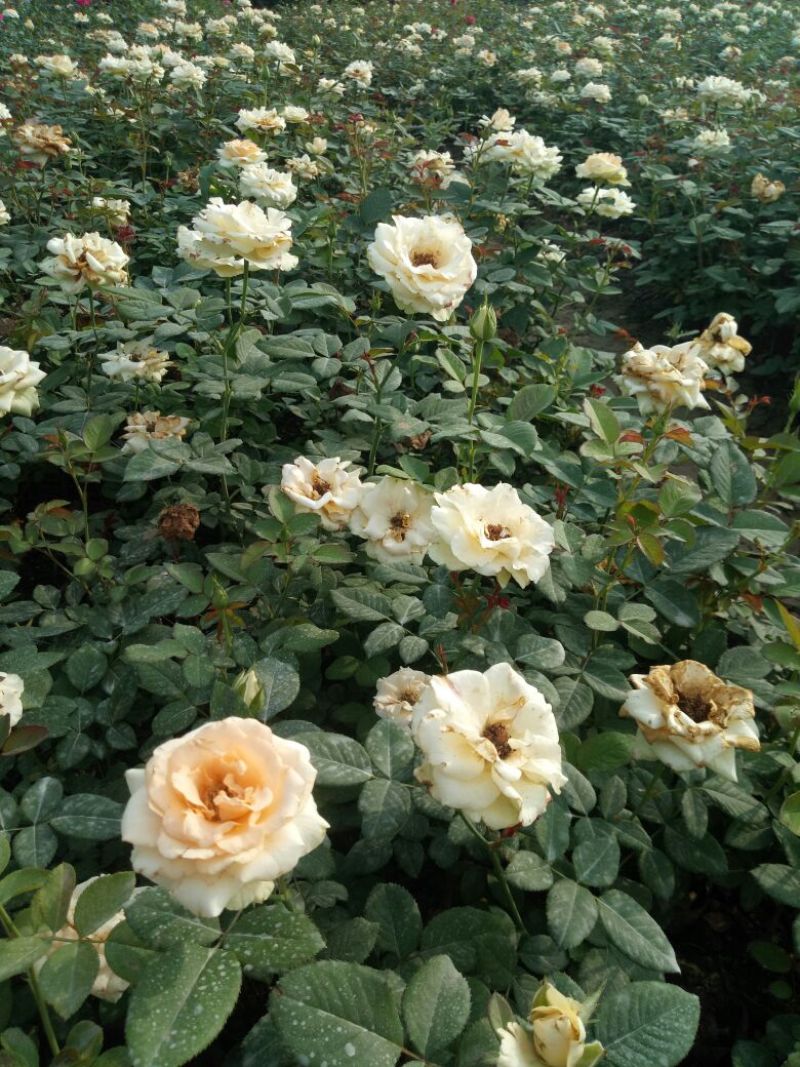 品种月季50~60cm基地直销四季开花营养杯发货
