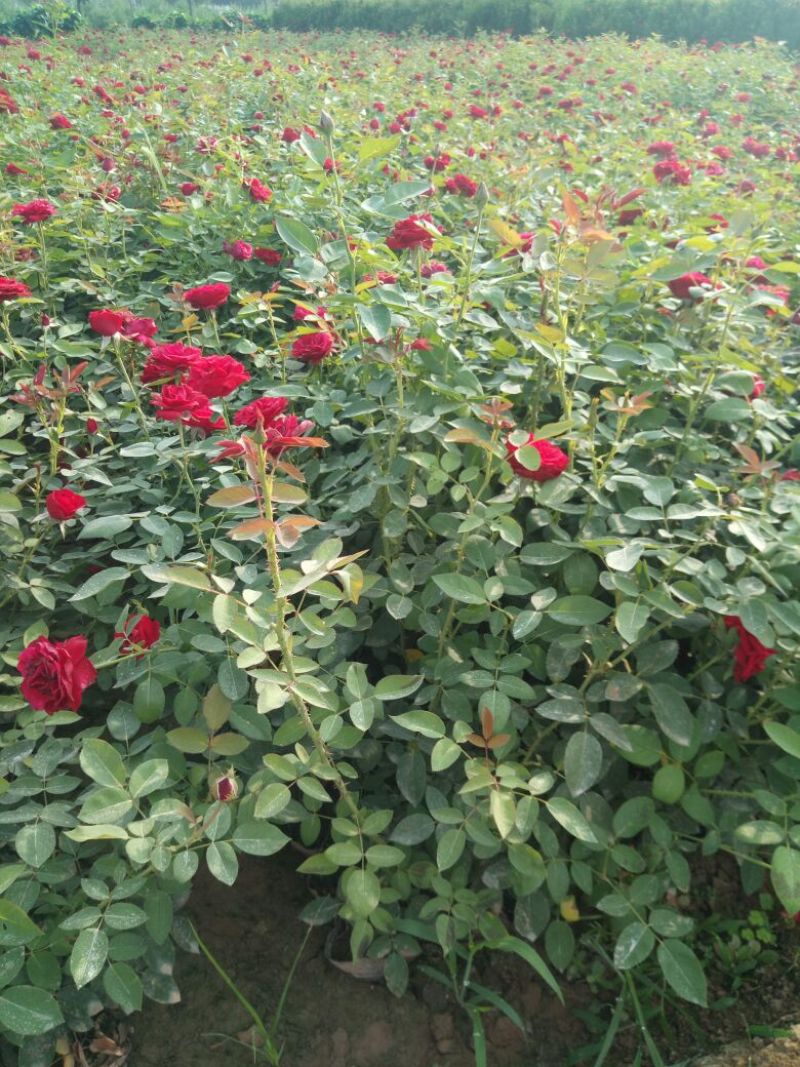 品种月季50~60cm基地直销四季开花营养杯发货