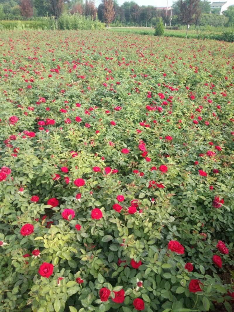 营养杯丰花月季陕西月季仙境粉花月季多分枝月季