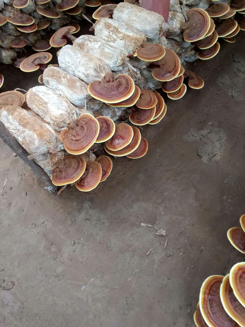 金边灵芝