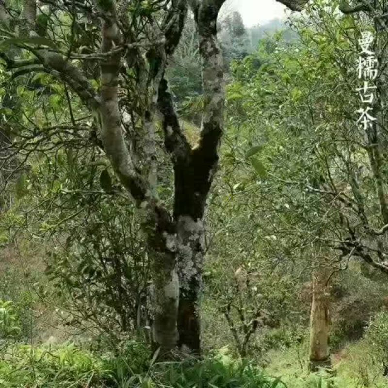 普洱茶一级