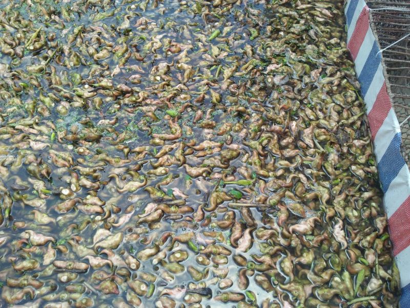 嫩菱角现采现摘大量供应来自湖区活水大青菱