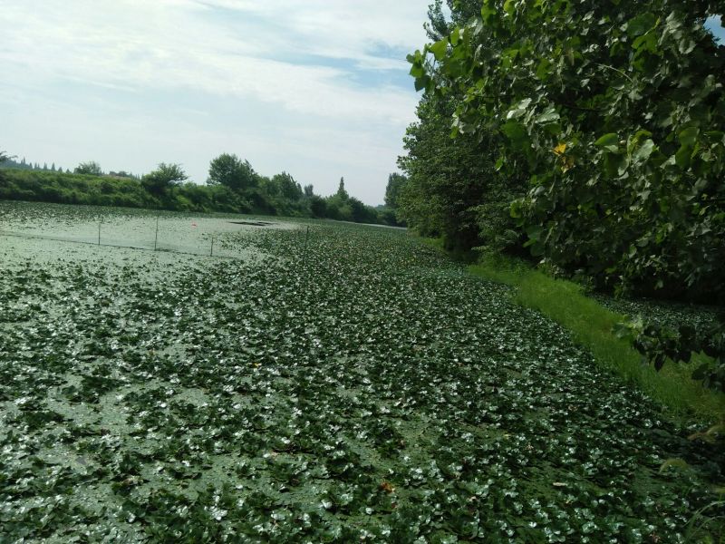 嫩菱角现采现摘大量供应来自湖区活水大青菱