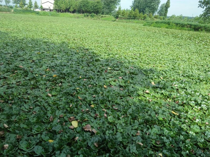 嫩菱角现采现摘大量供应来自湖区活水大青菱