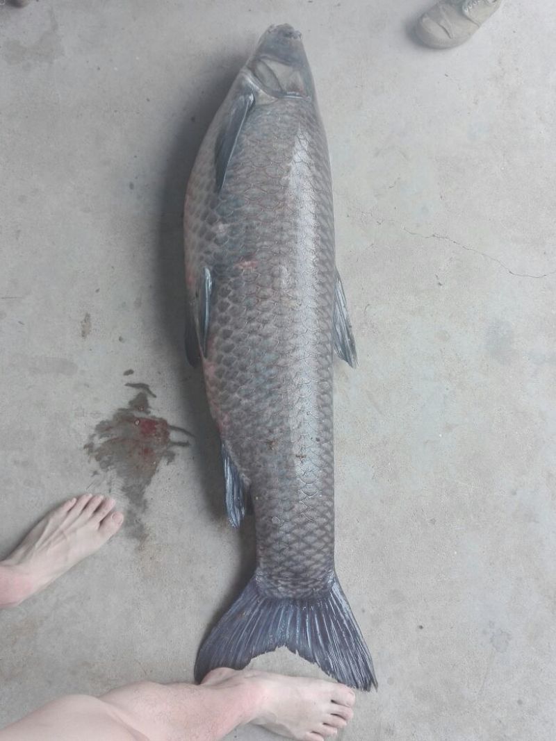 青鱼食用活鱼