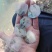 青鱼食用活鱼