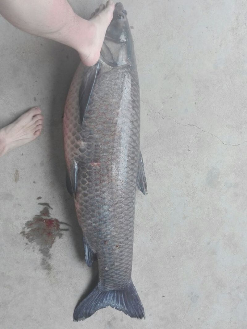 青鱼食用活鱼