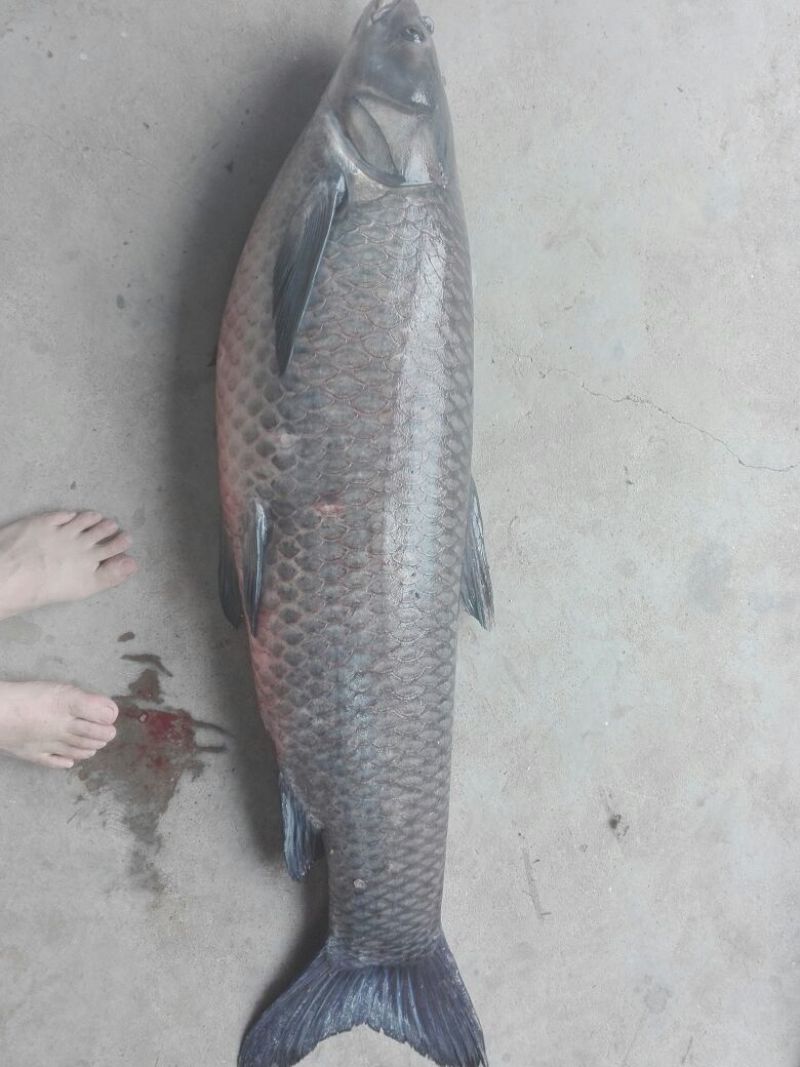 青鱼食用活鱼