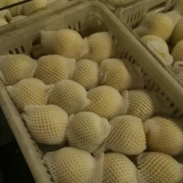 黄金梨500~550g光果