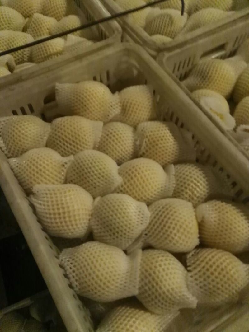 黄金梨500~550g光果