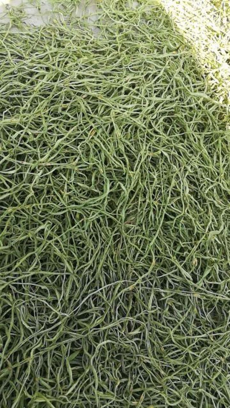 🔥🔥🔥张家口干豆角丝15厘米蔚县特产欢迎咨询