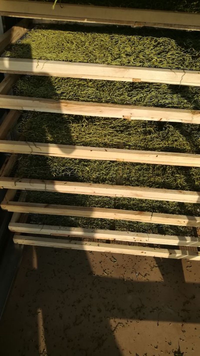 🔥🔥🔥张家口干豆角丝15厘米蔚县特产欢迎咨询