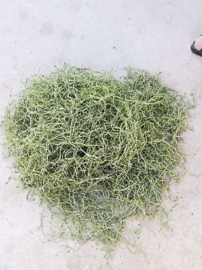 🔥🔥🔥张家口干豆角丝15厘米蔚县特产欢迎咨询