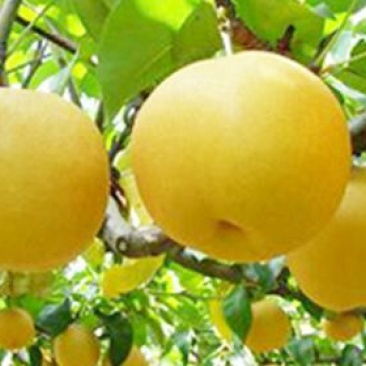 黄金梨★皇冠梨★丰水梨