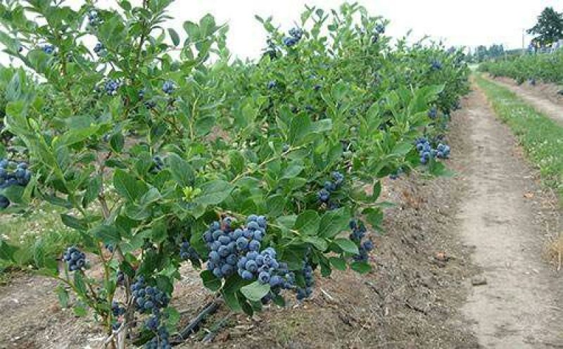蓝莓鲜果2~4mm以上