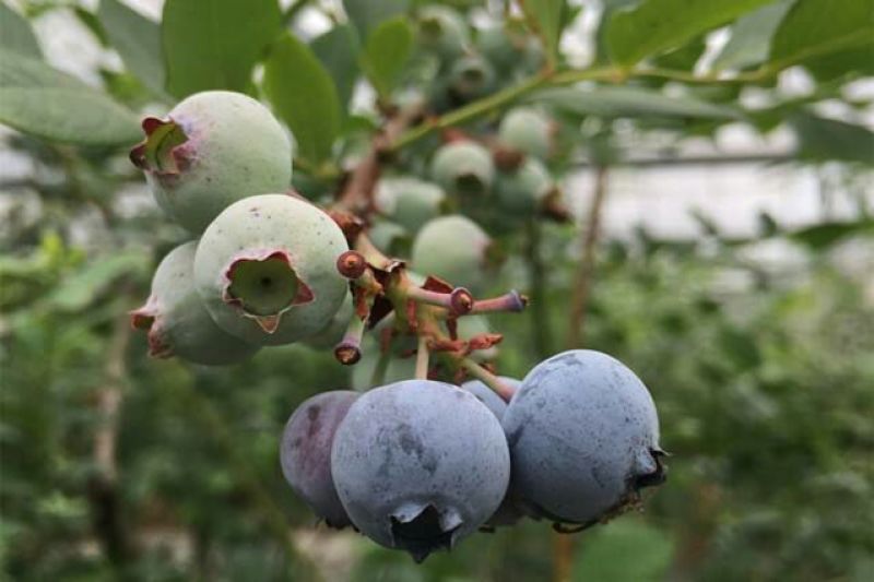 蓝莓鲜果2~4mm以上