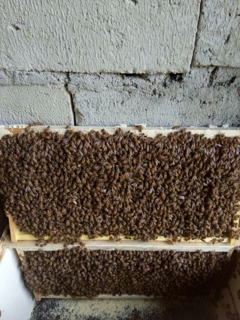 中蜂批发，深山自家养殖，品种优良，诚信经营，欢迎致电