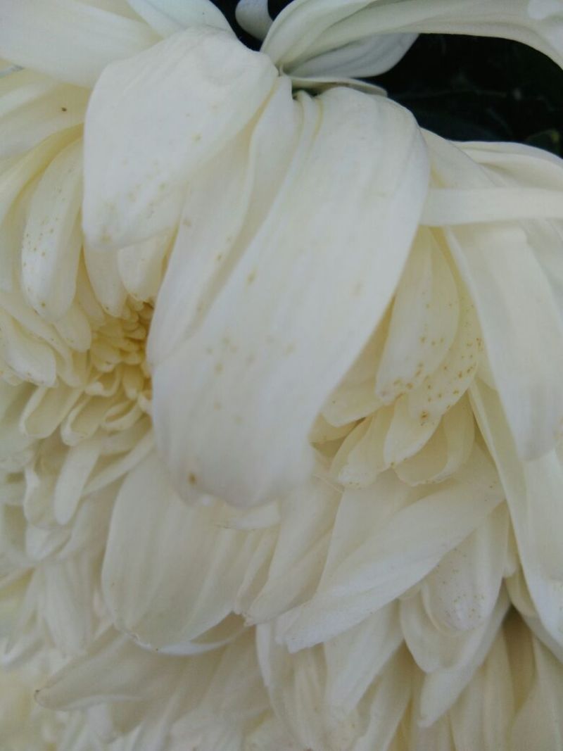 菊花鲜切花50~80cm