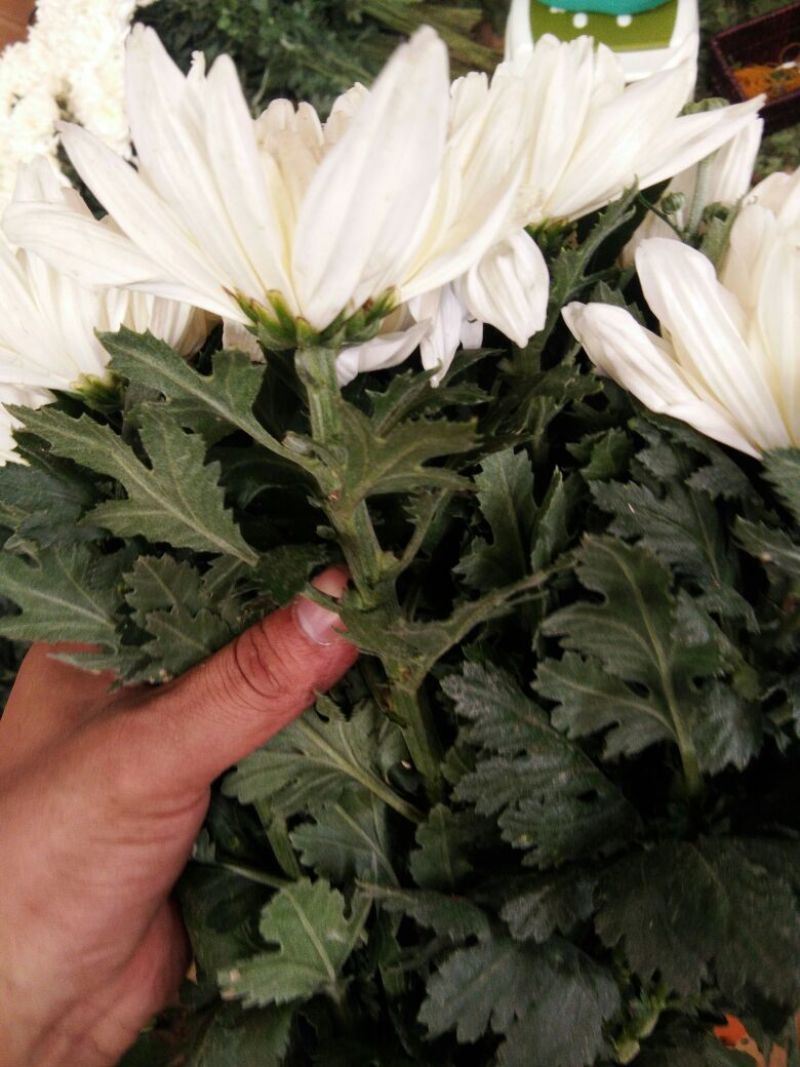 菊花鲜切花50~80cm