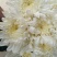 菊花鲜切花50~80cm