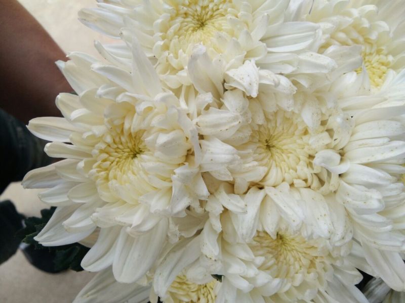 菊花鲜切花50~80cm