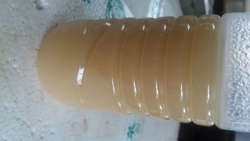 鸭脚树木蜜2斤