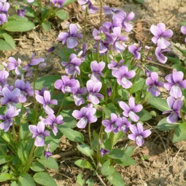 山东省青州市紫花地丁基地