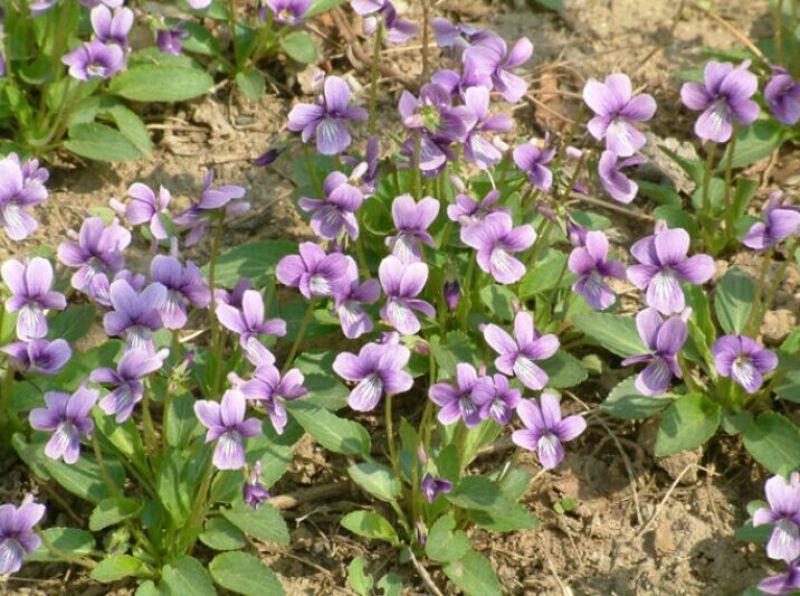 山东省青州市紫花地丁基地