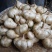 凉薯500~1000g