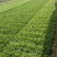 苦苣菜12~15厘米
