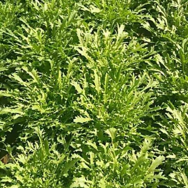 苦苣菜12~15厘米