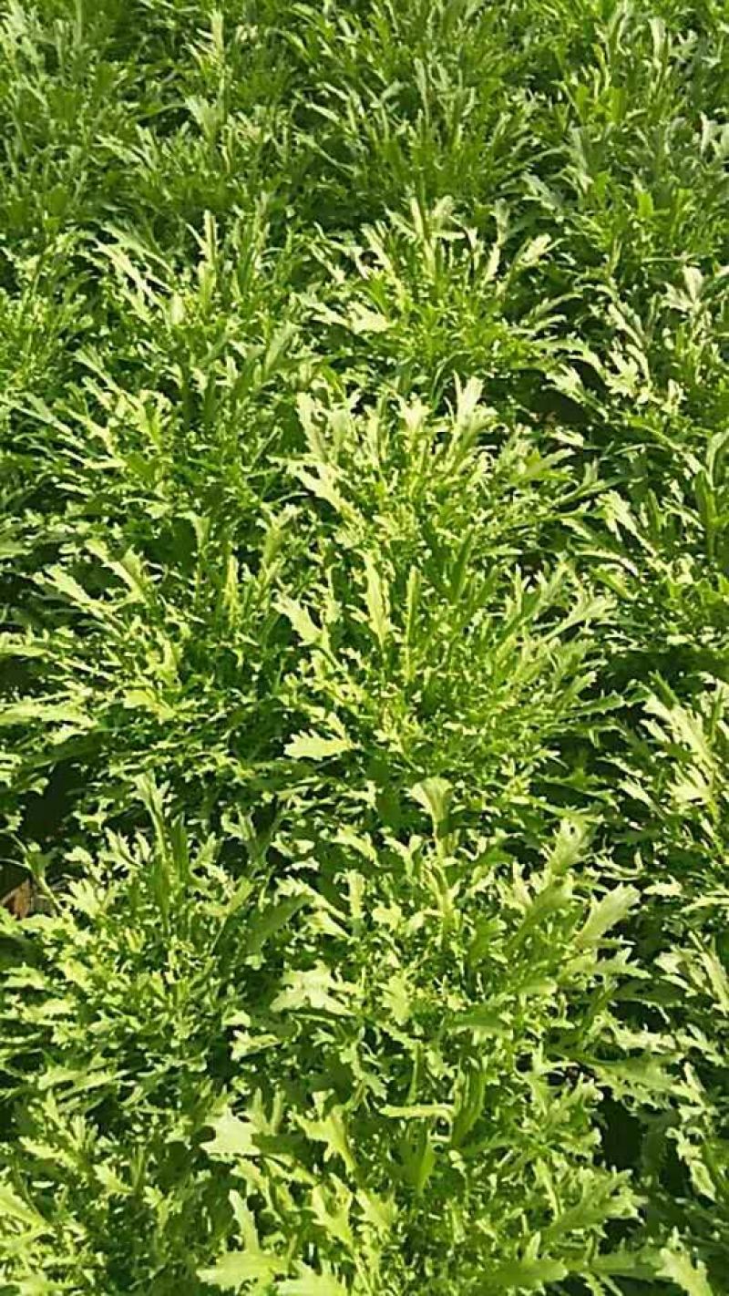 苦苣菜12~15厘米