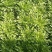 苦苣菜12~15厘米