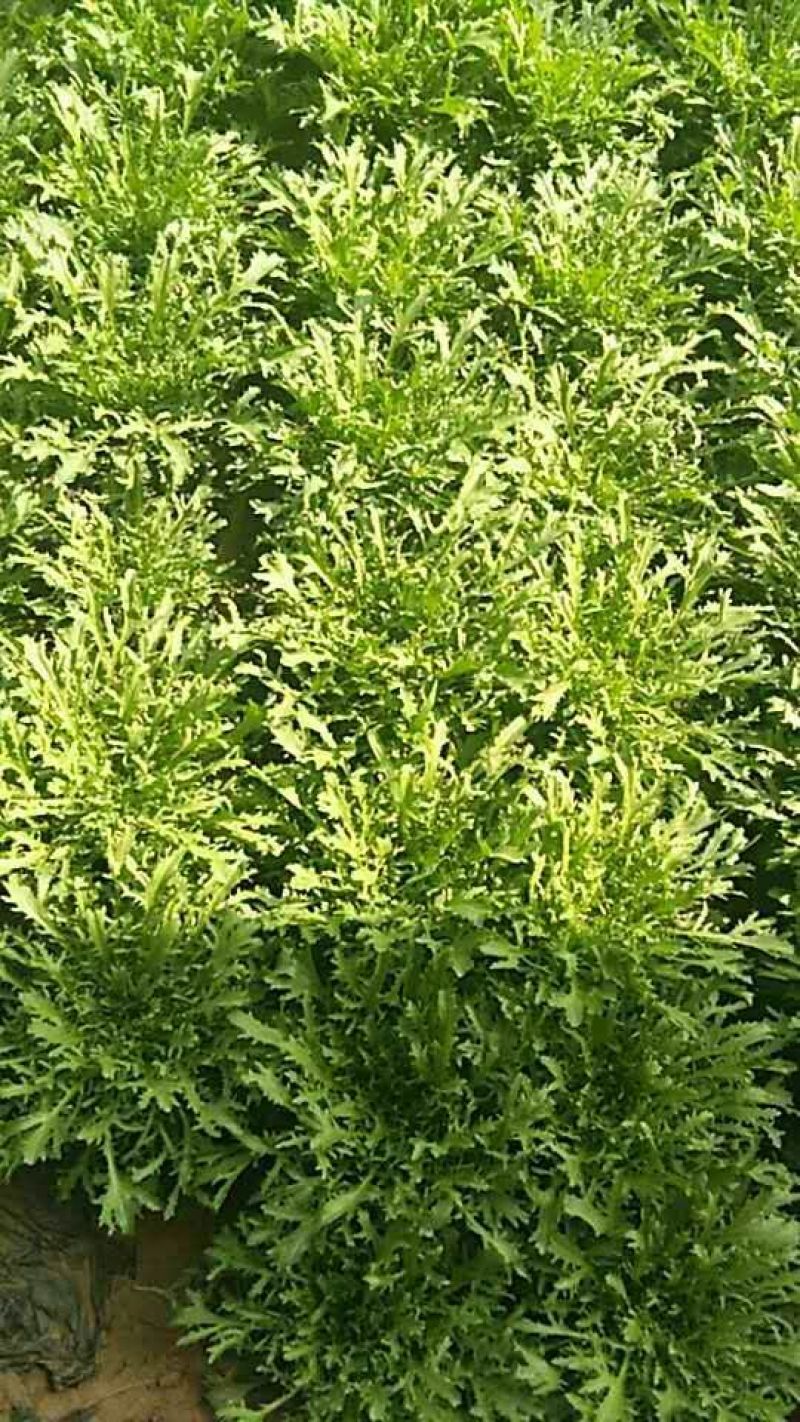 苦苣菜12~15厘米
