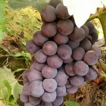 京亚葡萄1.5~2斤5%以下
