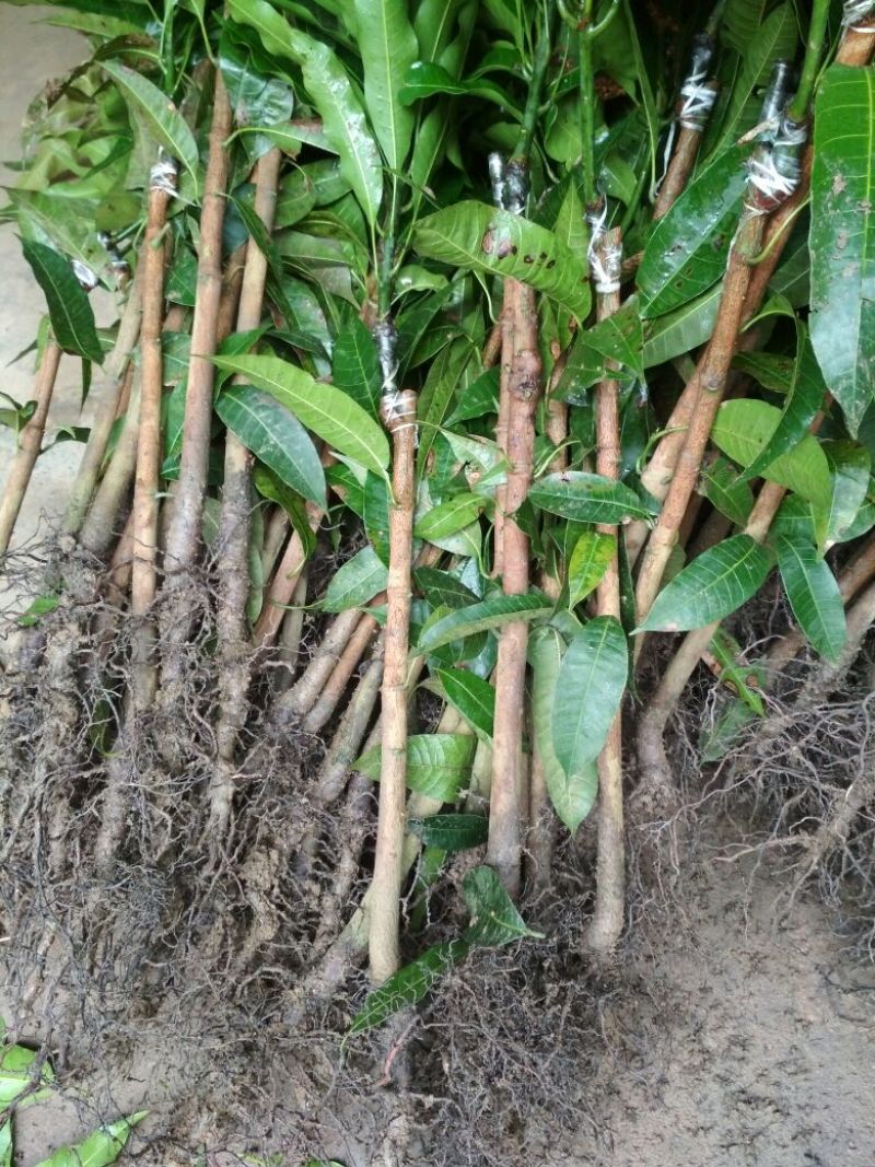 芒果苗1m以下