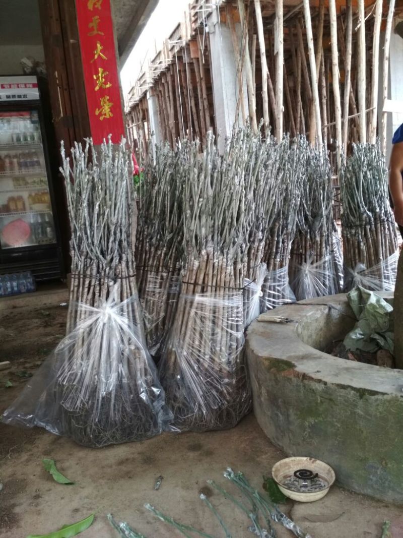 芒果苗1m以下