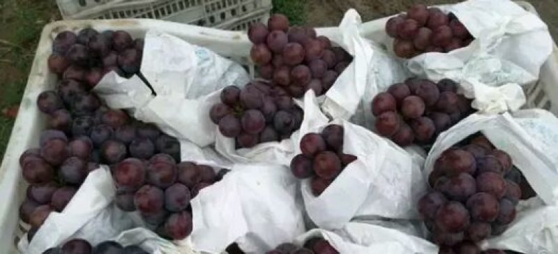 夏黑葡萄2斤以上5%以下