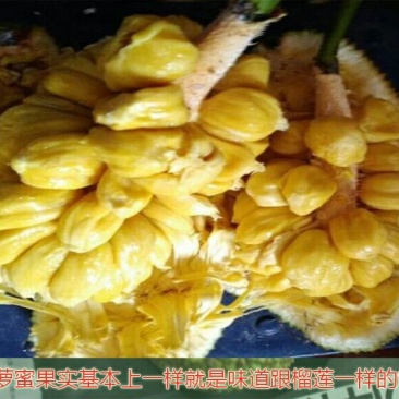 榴莲蜜苗