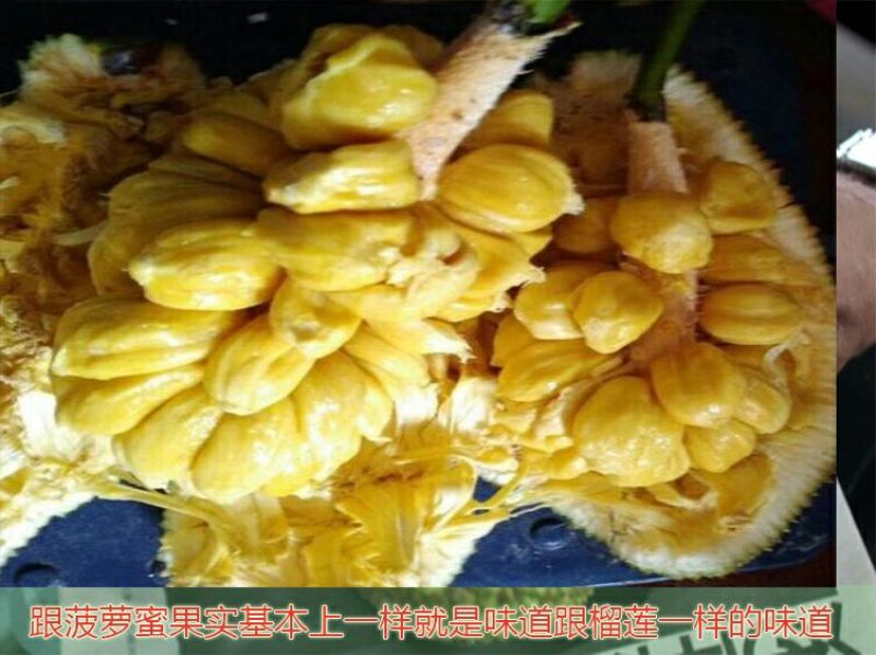 榴莲蜜苗