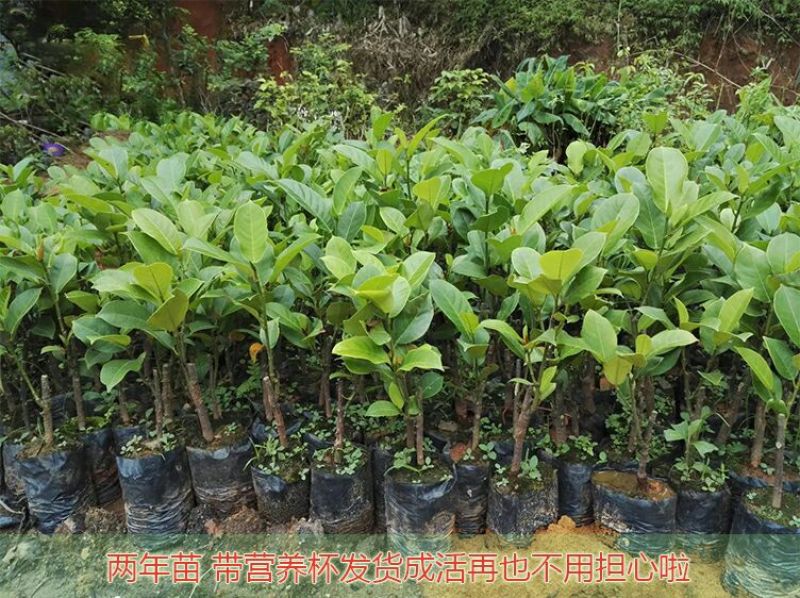 榴莲蜜苗