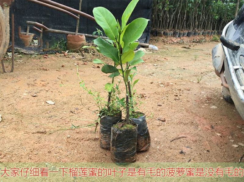 榴莲蜜苗